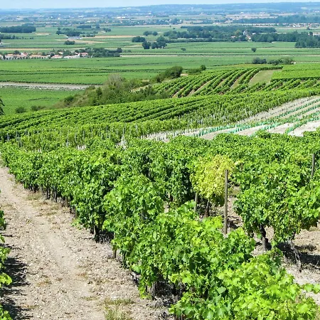 In With Pool And Vineyards * Segonzac (Charente)