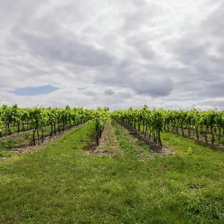 Βίλα In With Pool And Vineyards *